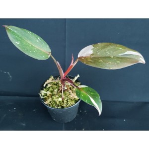Philodendron 'Red Anderson Variegated'#1402