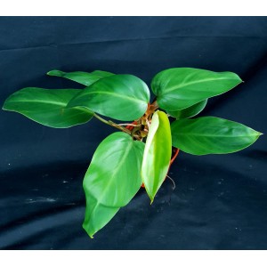Philodendron 'Emerald Queen'
 #1656
