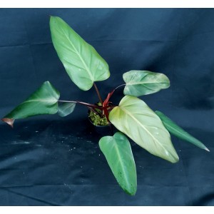 Philodendron 'Dark Lord'
 #1662
