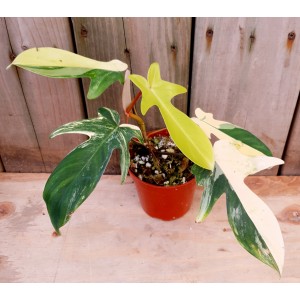 Philodendron 'Florida Beauty'
 #1693
