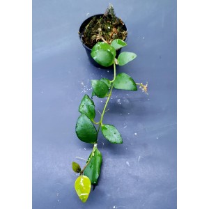 Hoya myrmecopa 'Big Leaves'#2889