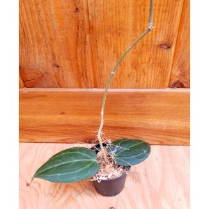 Hoya latifolia#2997