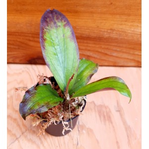 Hoya erythrina 'Long Leaf'#3009