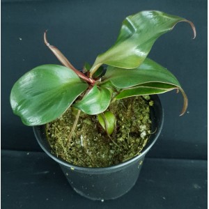 Philodendron 'Red Heart'#0650