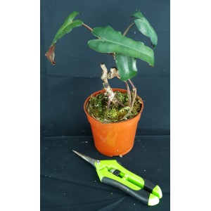 Philodendron atabapoense#0653