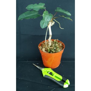 Philodendron atabapoense#0654