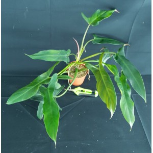 Philodendron mexicanum#0655