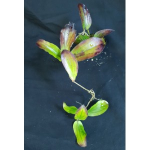 Hoya erythrina 'Long Leaf'#0677