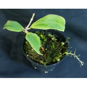 Hoya erythrina 'Long Leaf'#0678