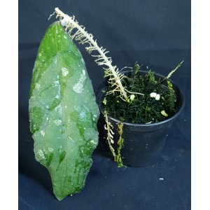 Hoya clemensiorum#0701