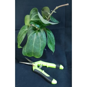 Hoya latifolia#0706