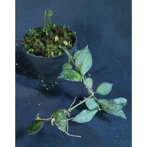 Hoya krohniana 'Black Leaves'#0707