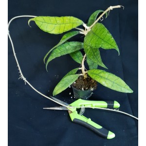 Hoya callistophylla 'Long leaves'#0712