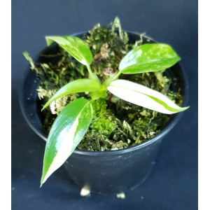Philodendron domesticum 'Variegata'#0747P