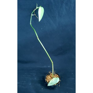 Epipremnum pinnatum 'Cebu Blue'#3683