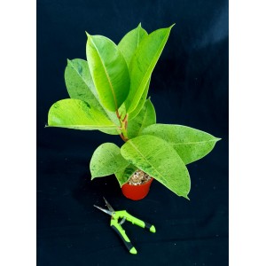 Ficus elastica 'Shivereana'#3761
