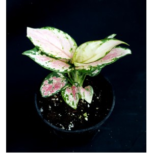 Aglaonema 'Geely Red' 
#4419

