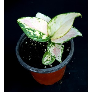 Aglaonema 'Geely Red' 
#4423

