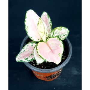 Aglaonema 'Geely Red'
#4584
