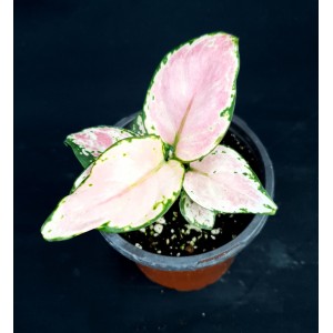 Aglaonema 'Geely Red'
#4585
