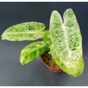 Philodendron 'Burle Marx Mint'#6605