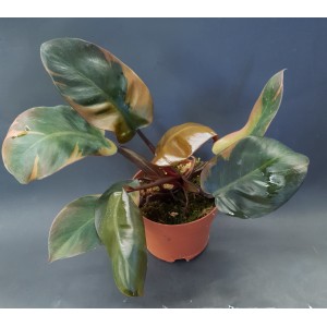Philodendron 'Black Cardinal Variegated'#6610