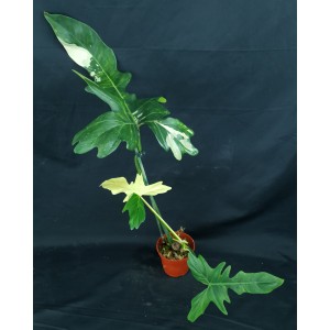 Philodendron 'Golden Dragon Variegated'#6678