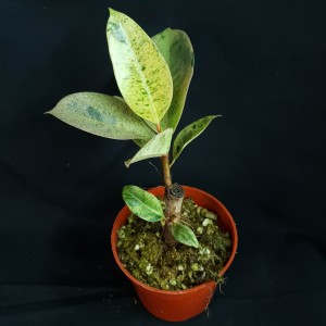 Ficus elastica 'Shivereana' #2583