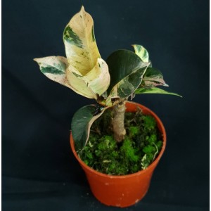 Ficus elastica 'Shivereana' #2584