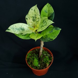 Ficus elastica 'Shivereana' #2585