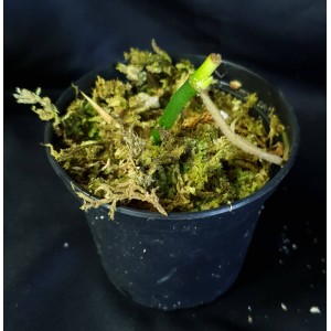 Mystery Plant (Aroid) (D) #2612