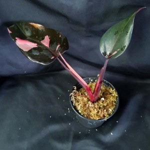 Philodendron 'Pink Princess' #2617