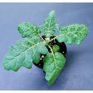 Solanum pyracanthum#2048