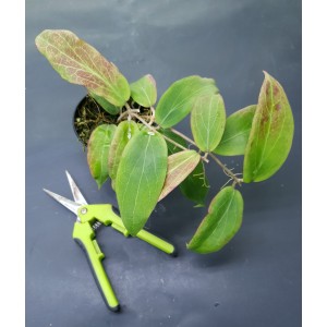 Hoya erythrina 'Long Leaf'#7334