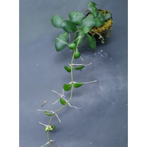 Hoya heuschkeliana 'Yellow flower'#7375