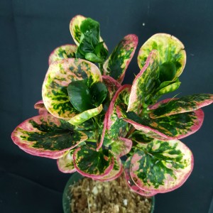 Codiaeum variegatum 'Pink Lady' #2183E