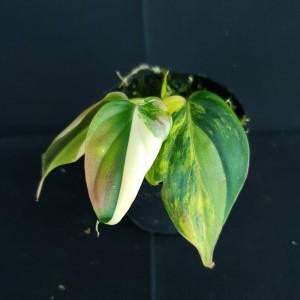 Philodendron micans 'Variegated' #2191E