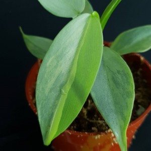 Philodendron hastatum 'Variegated' #2204E