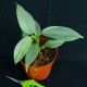 Philodendron hastatum 'Variegated' #2204E