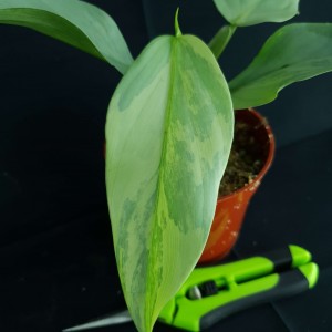 Philodendron hastatum 'Variegated' #2205E