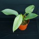 Philodendron hastatum 'Variegated' #2205E