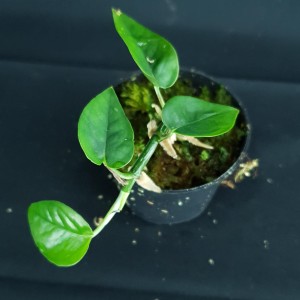 Possible Revert – Epipremnum pinnatum 'Phuket' #2233
