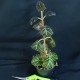 Pearcea hypocyrtiflora #2270E