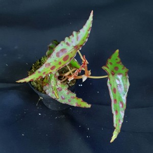 Begonia amphioxus #2272E
