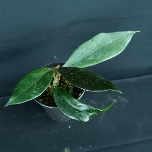 Hoya pubicalyx 'Royal Hawaiian' #3126