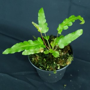 Woodwardia orientalis #3154E
