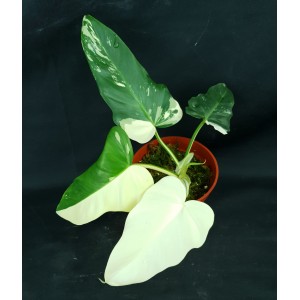 Philodendron 'Golden Dragon Variegated'#6025