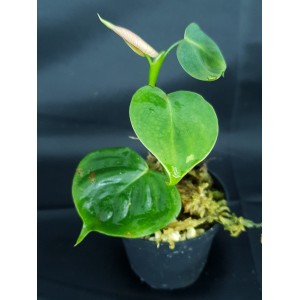 Philodendron lupinum#9773