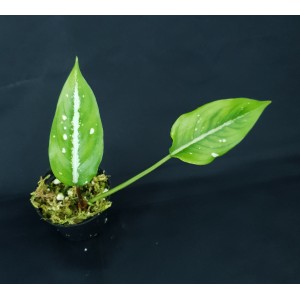 Aglaonema costatum 'Spotted Evergreen'#8946