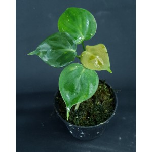 Philodendron lupinum#8987